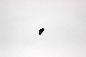 Шпонка балансировочного вала 0180-160003 Шпонка балансировочного вала 0180-160003